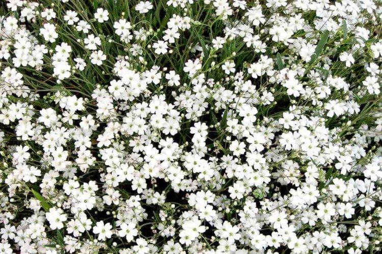 Gypsophila - fotografia Gypsophila - fotografia