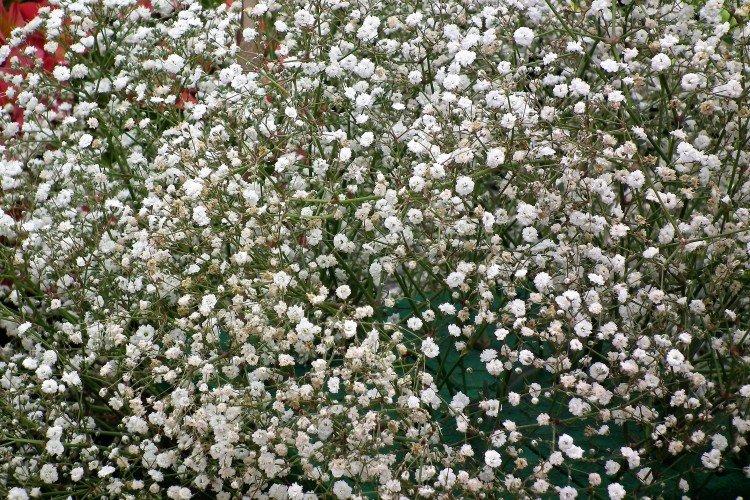 Gypsophila - fotografia Gypsophila - fotografia
