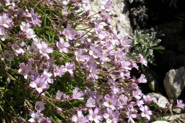 Gypsophila - fotografia Gypsophila - fotografia