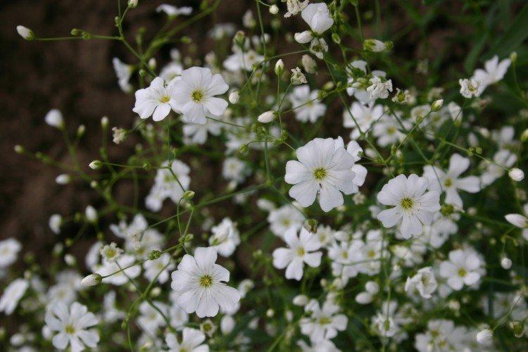 Pôvabná gypsophila Pôvabná gypsophila