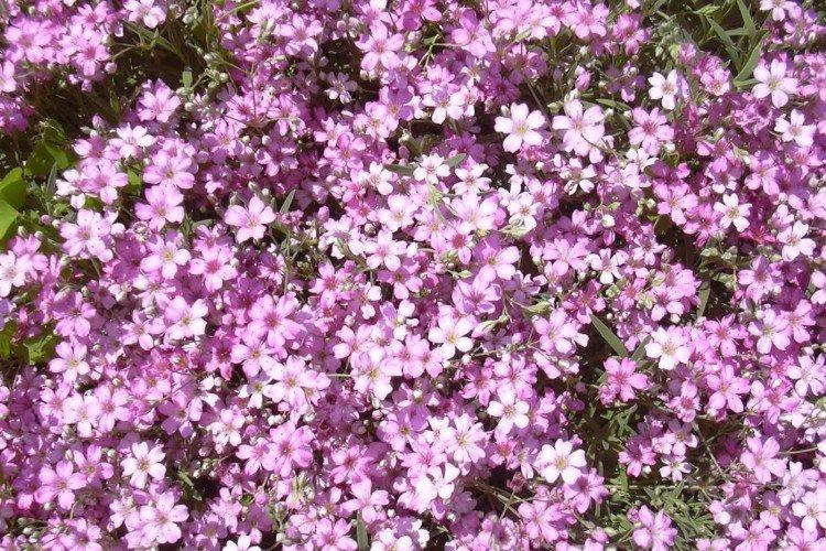 Tichomorská gypsophila Tichomorská gypsophila