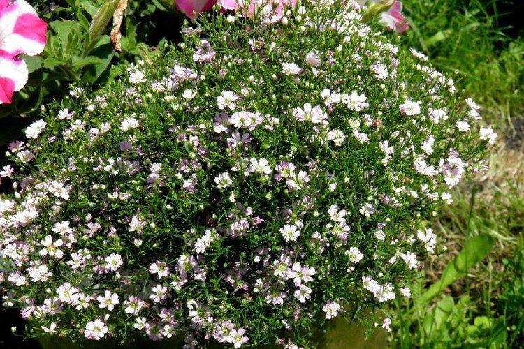 Gypsophila na stenu Gypsophila na stenu