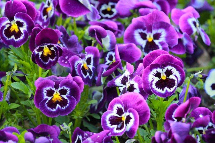 Pansies (60 photos): types, care and planting in the open field