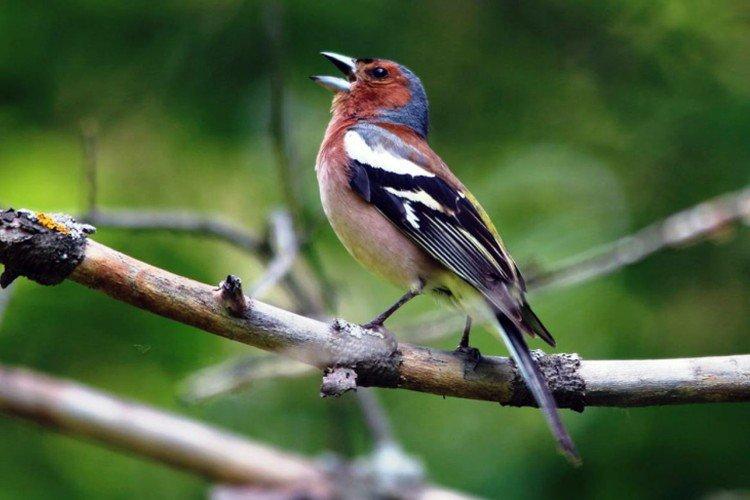Finches - fotografia vtáka Finches - fotografia vtáka