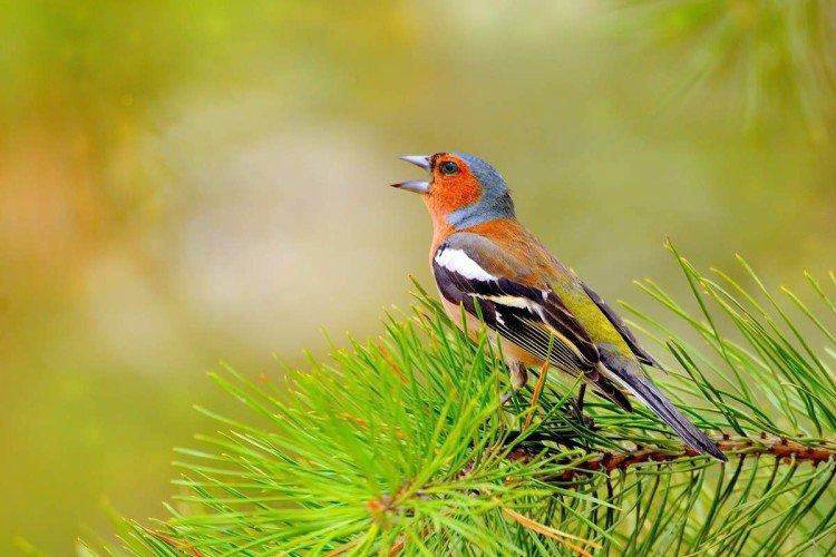 Finches - fotografia vtáka Finches - fotografia vtáka