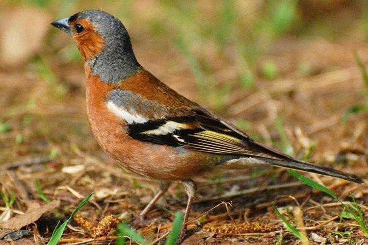Finches - fotografia vtáka Finches - fotografia vtáka