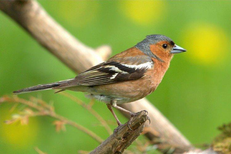 Finches - fotografia vtáka Finches - fotografia vtáka