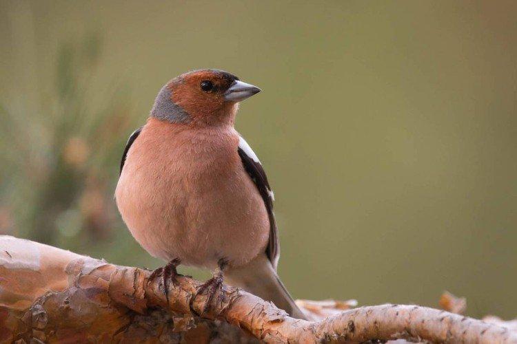 Finches - fotografia vtáka Finches - fotografia vtáka
