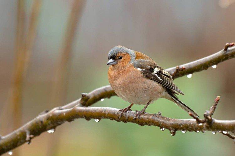 Finches - fotografia vtáka Finches - fotografia vtáka