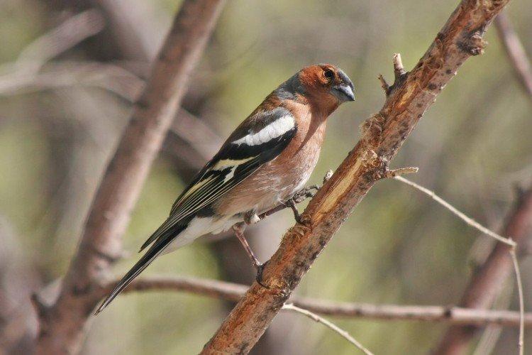 Finches - fotografia vtáka Finches - fotografia vtáka