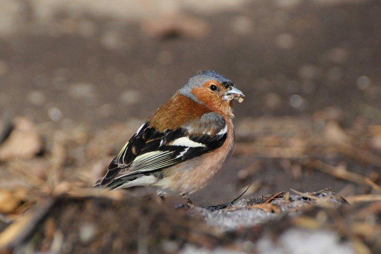 Finches - fotografia vtáka Finches - fotografia vtáka