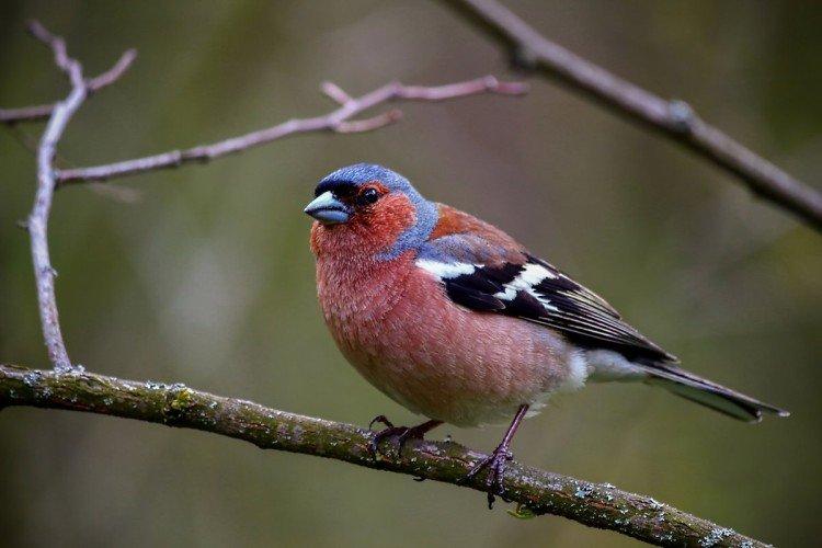 Európsky finch Európsky finch