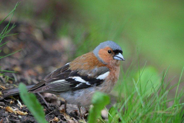 Kaukazský finch Kaukazský finch