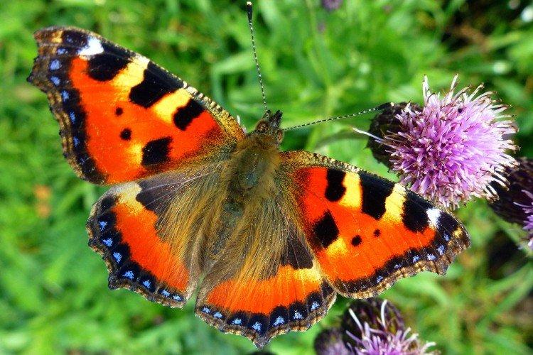 Butterfly urticaria (50 fotografií): popis, typy a lokalita