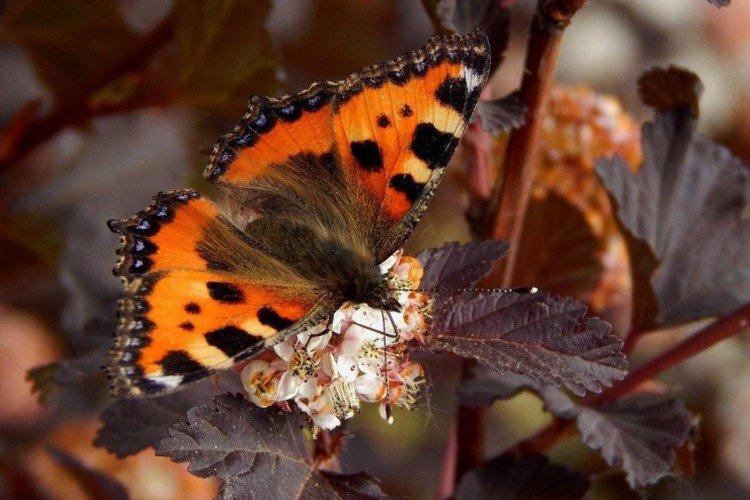 Žihľavka motýľ - foto Žihľavka motýľ - foto