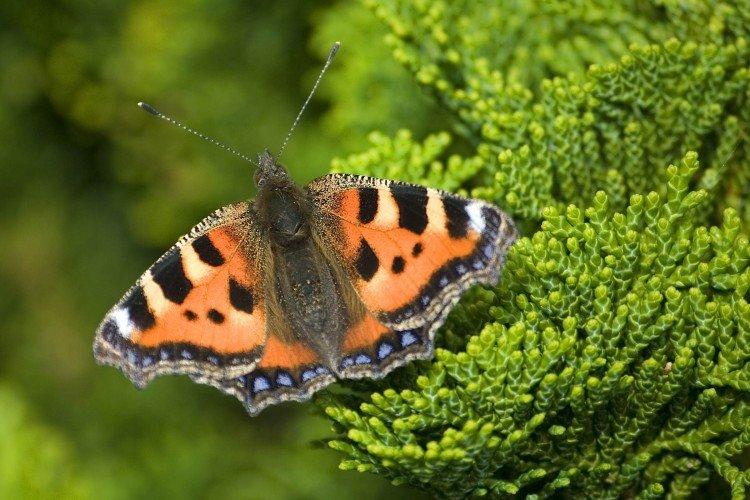 Žihľavka motýľ - foto Žihľavka motýľ - foto