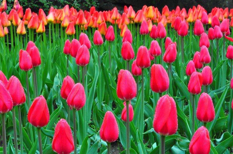 Skladovanie žiaroviek tulipánov Skladovanie žiaroviek tulipánov