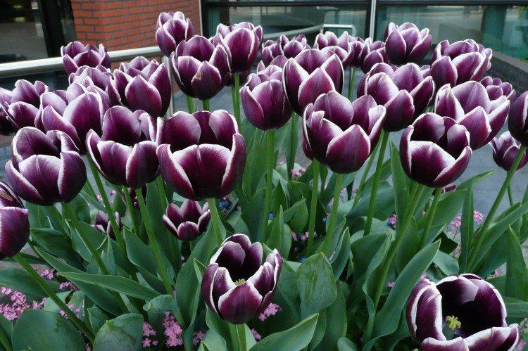 Tulipány - foto Tulipány - foto