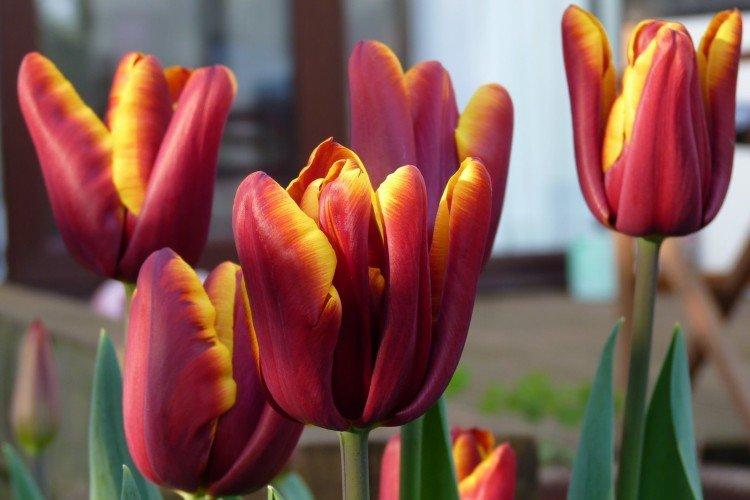 Tulipány - foto Tulipány - foto
