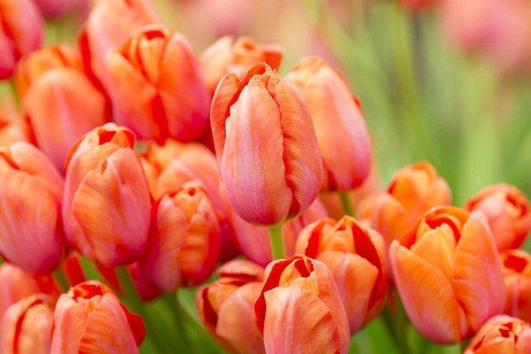 Jednoduché tulipány Jednoduché tulipány