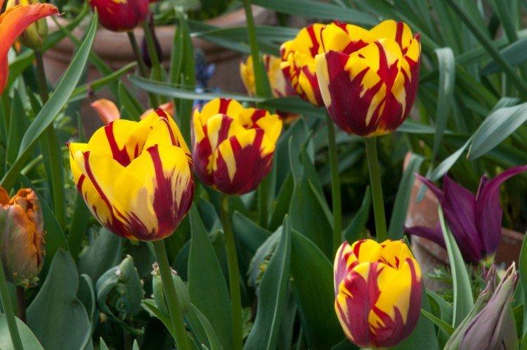 Tulipány - foto Tulipány - foto