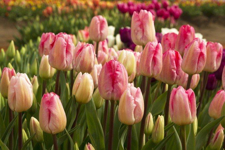 Tulipány - foto Tulipány - foto