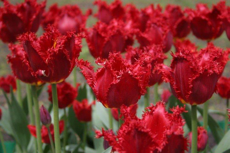 Tulipány - foto Tulipány - foto