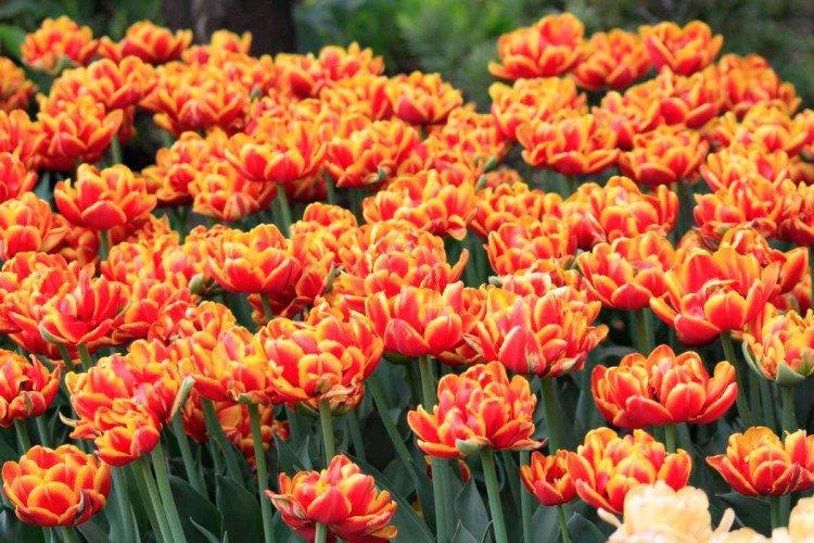 Tulipány - foto Tulipány - foto