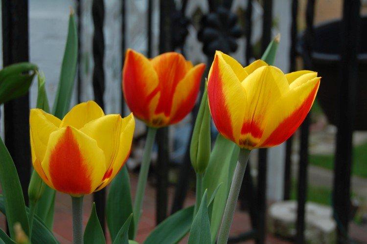 Tulipány - foto Tulipány - foto