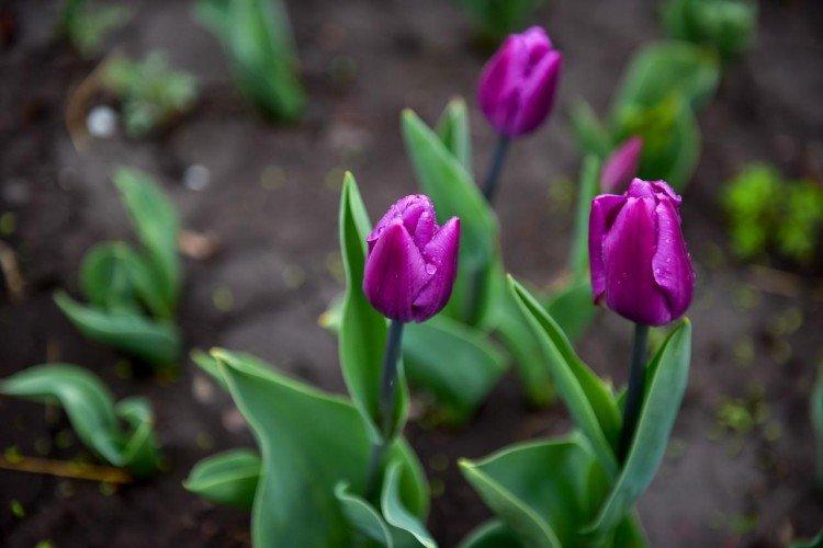 Tulipány - foto Tulipány - foto