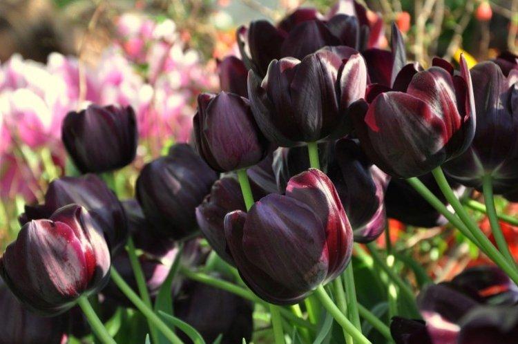 Tulipány - foto Tulipány - foto