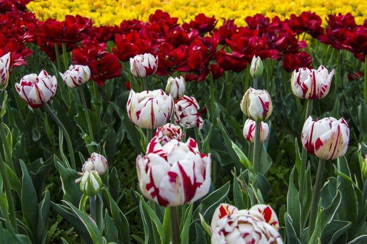 Tulipány - foto Tulipány - foto