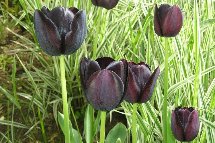 Tulipány - foto Tulipány - foto