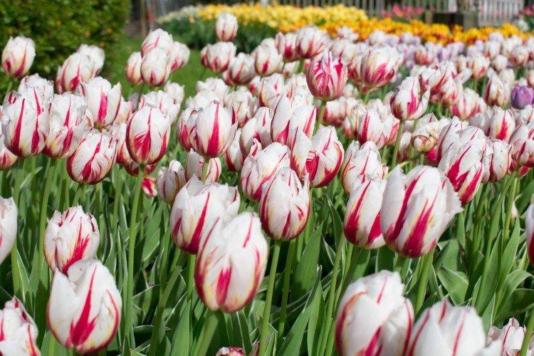 Tulipány - foto Tulipány - foto