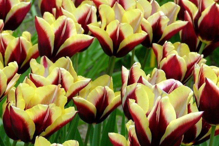 Tulipány - foto Tulipány - foto