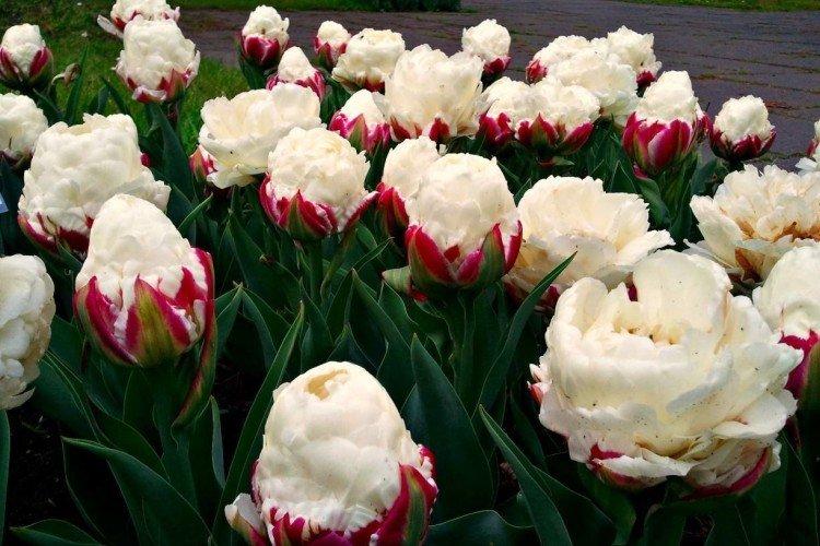 Tulipány - foto Tulipány - foto