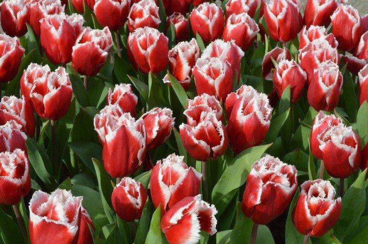 Tulipány - foto Tulipány - foto
