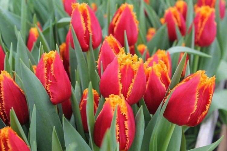 Tulipány - foto Tulipány - foto