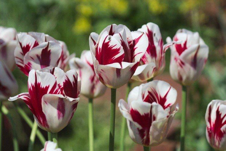 Tulipány - foto Tulipány - foto