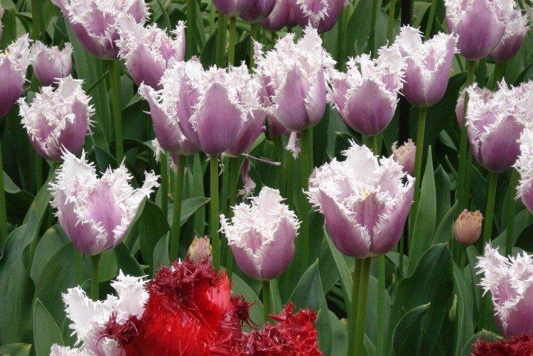 Tulipány - foto Tulipány - foto