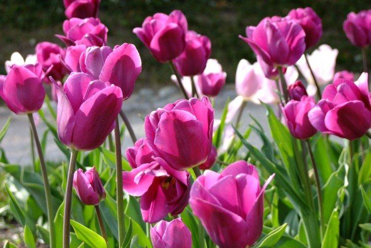 Tulipány - foto Tulipány - foto