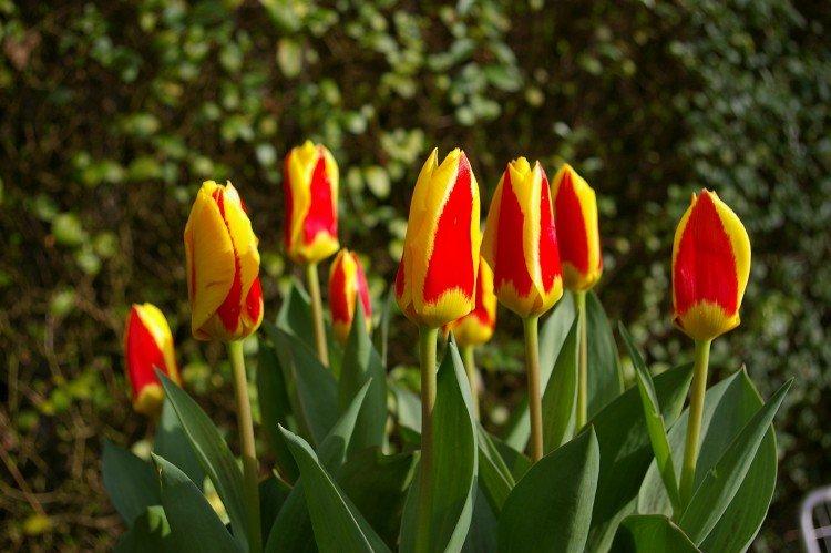 Tulipány - foto Tulipány - foto