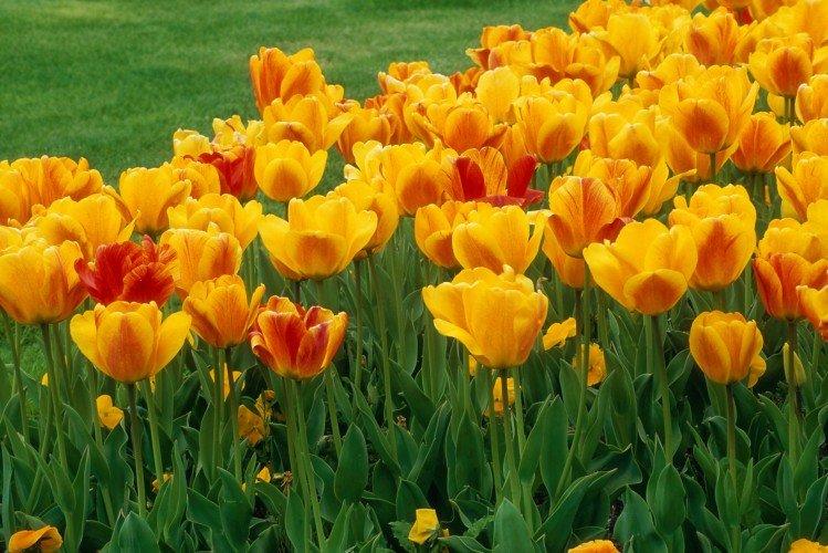 Tulipány - foto Tulipány - foto