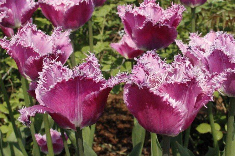 Tulipány s okrajmi Tulipány s okrajmi