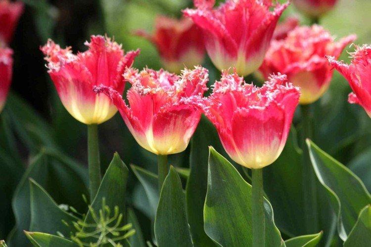 Tulipány - foto Tulipány - foto