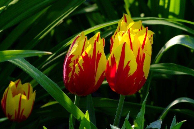 Tulipány - foto Tulipány - foto