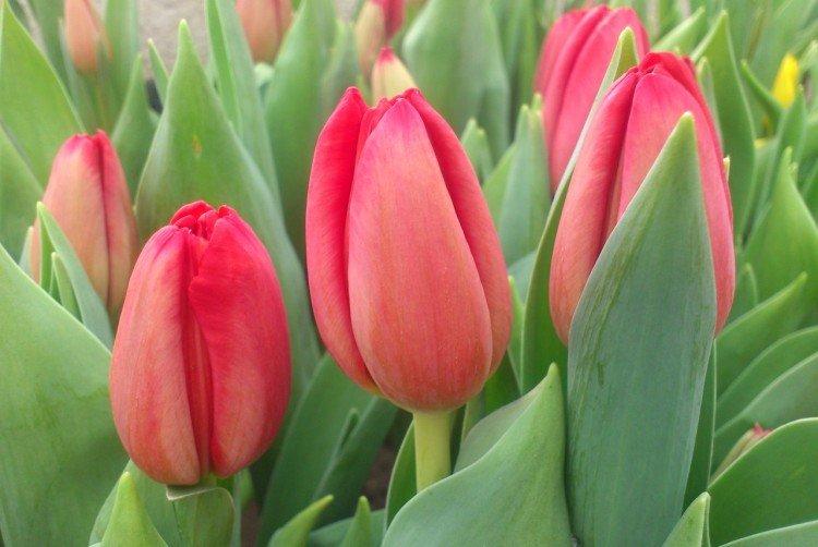 Tulipány - foto Tulipány - foto