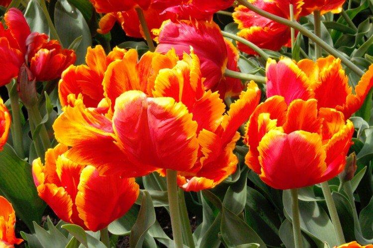 Tulipány - foto Tulipány - foto