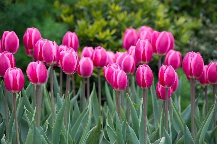 Darwinove tulipány Darwinove tulipány