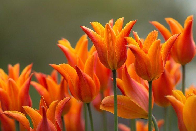 Ľalie tulipány Ľalie tulipány